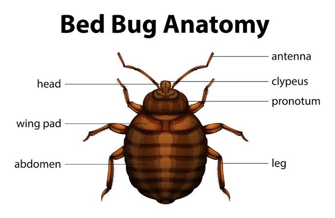 Common bedbug, Cimex lectularius, reddish-brown flat oval body
