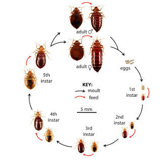 Bedbug life cycle — egg, five nymph stages and adult