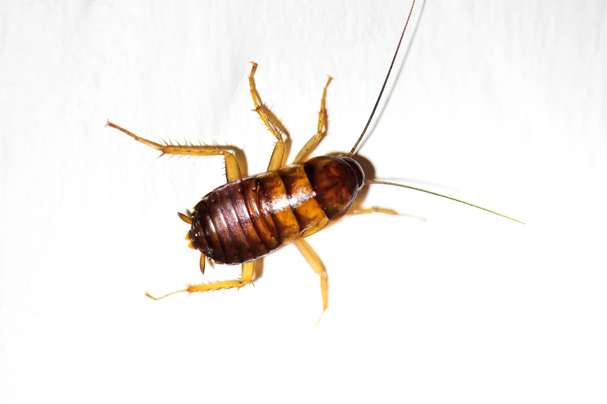 Cockroach control and extermination