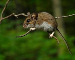 The Ultimate 2026 Guide to Mice Control in Mississauga