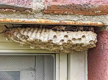 Common Eastern Yellowjacket (Vespula maculifrons)