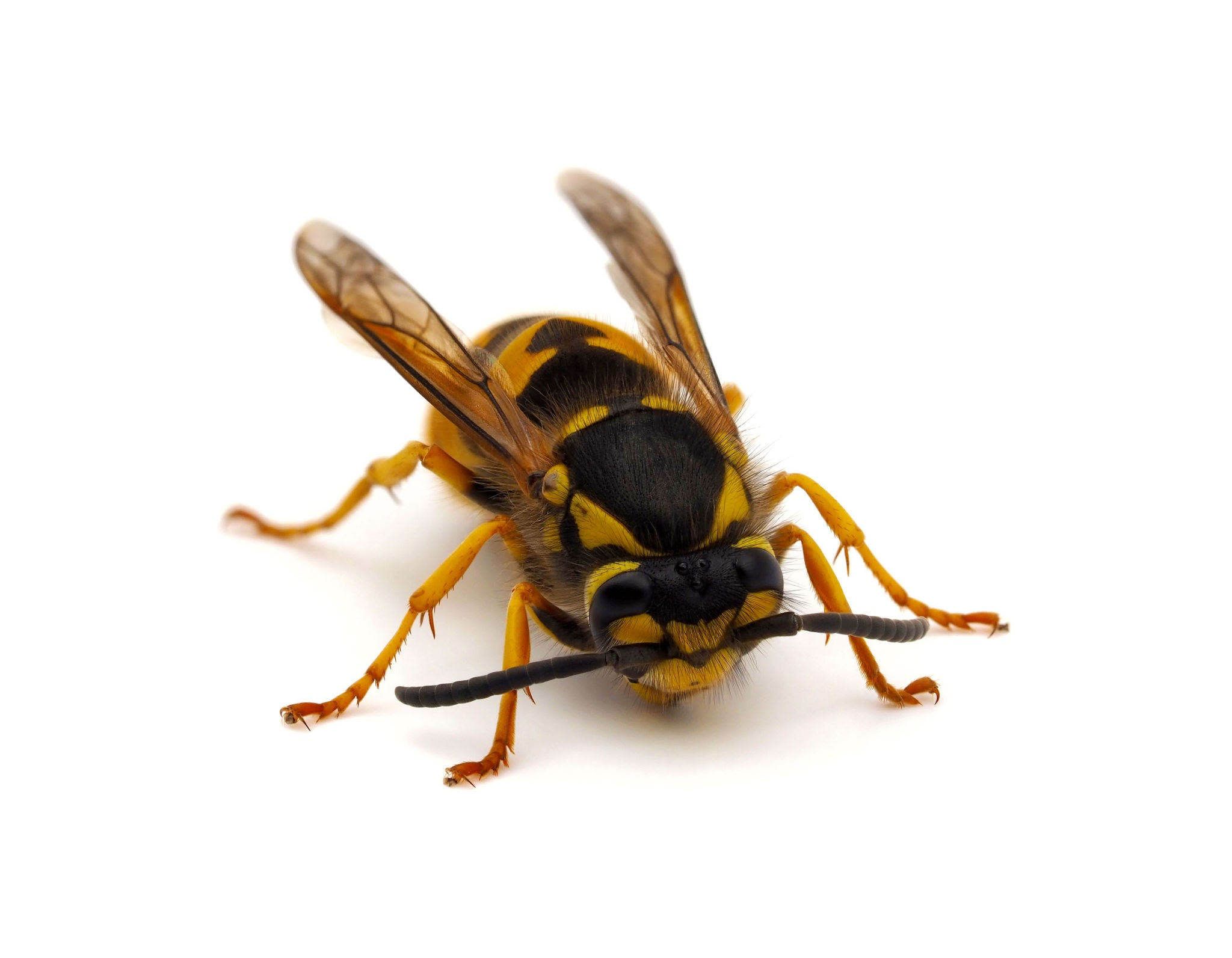 Bald-faced Hornet (Dolichovespula maculata)