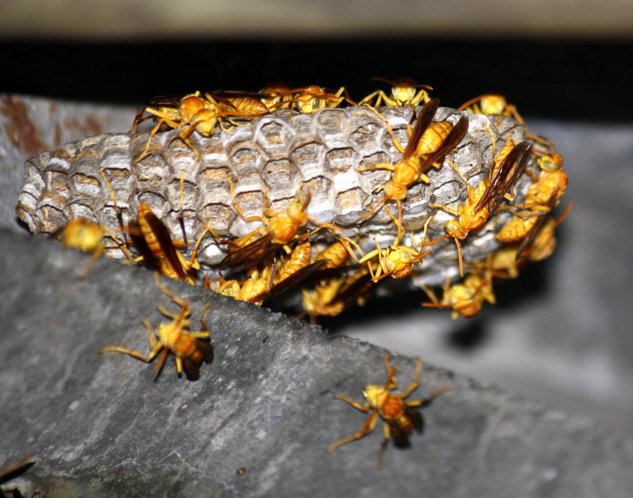 Mud Dauber (Sceliphron species)