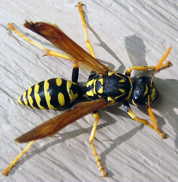 Wasps