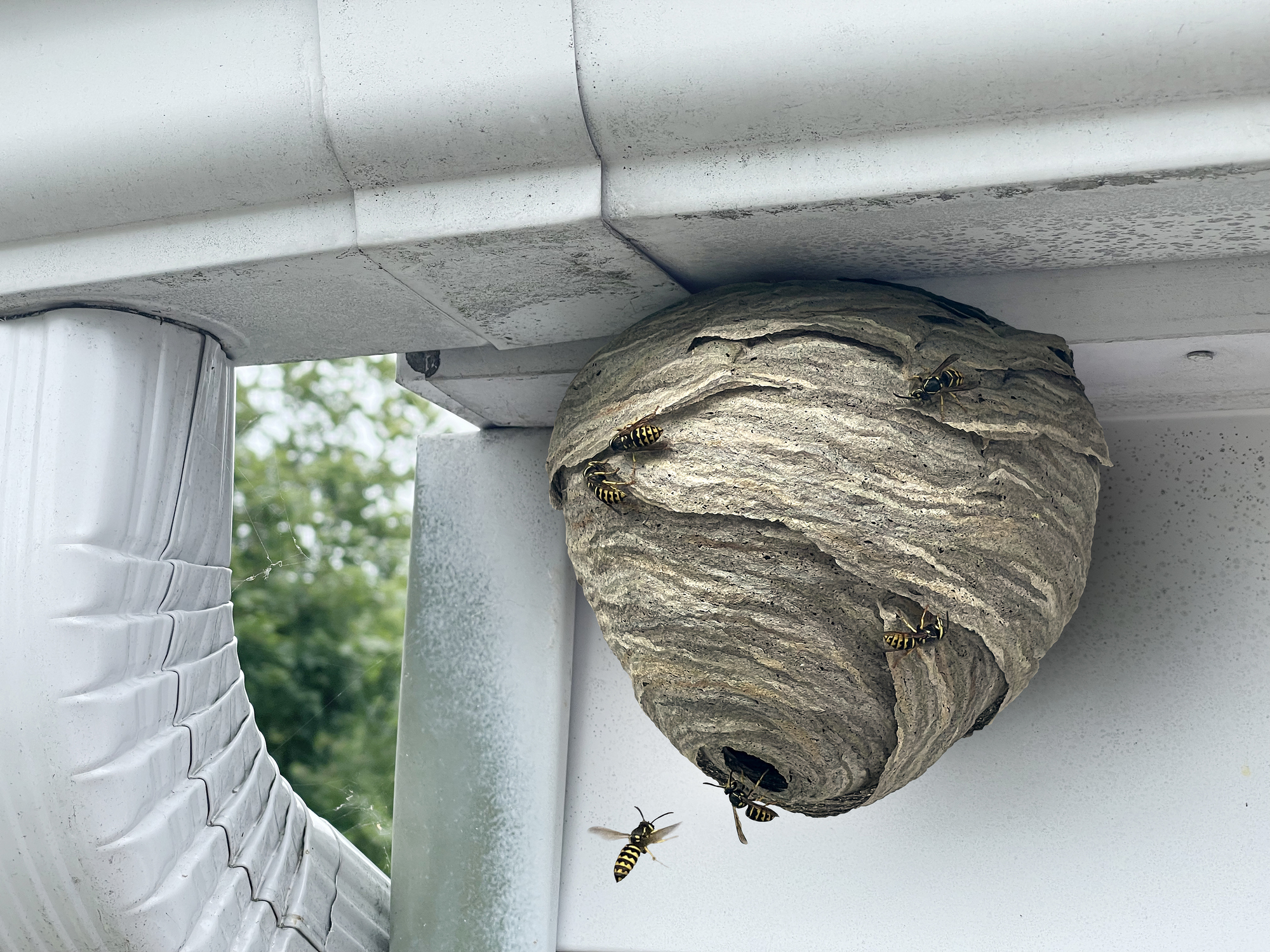 Wasp nest example