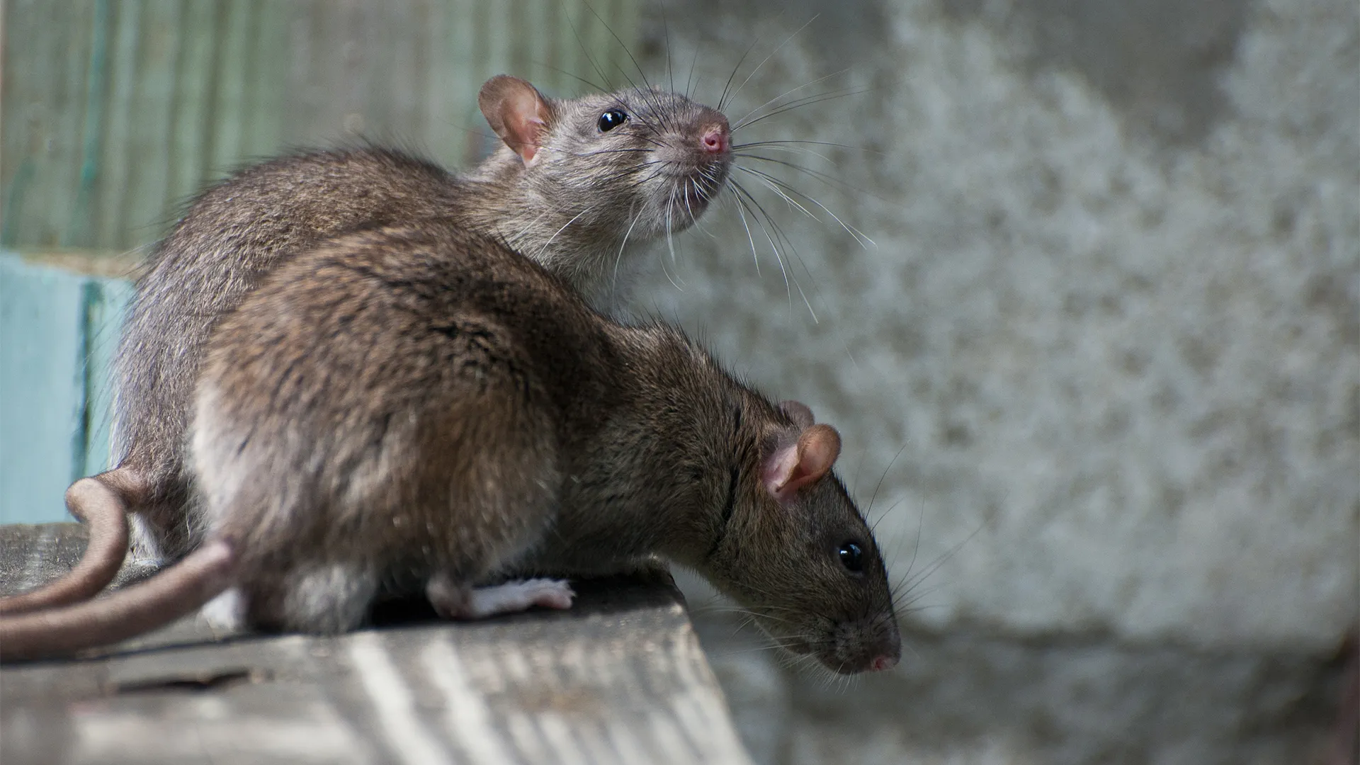 Rodents