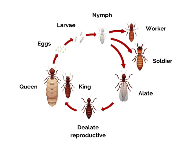 Life Cycle of a Termite